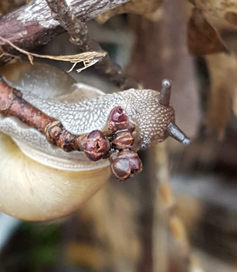 slugs are vegetable pests
