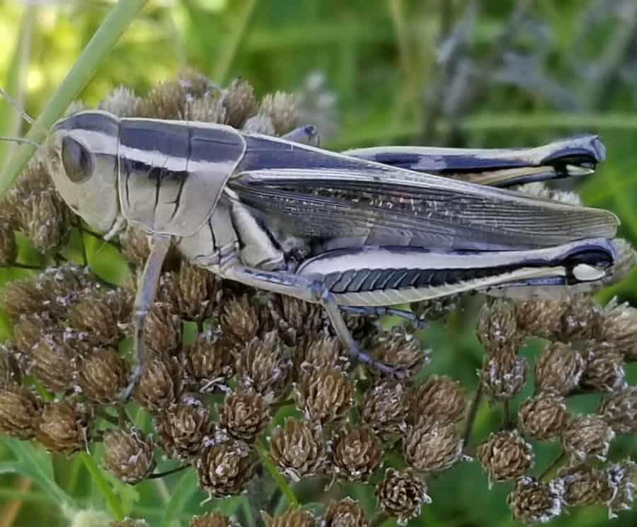 grasshoppers eat all vegetables
