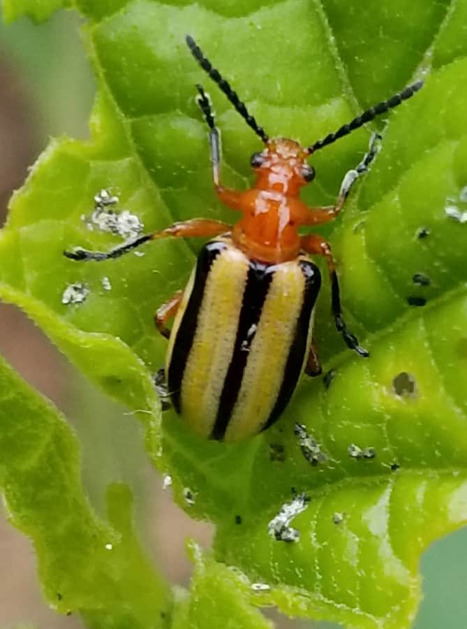 potato beetles are vegetable pests