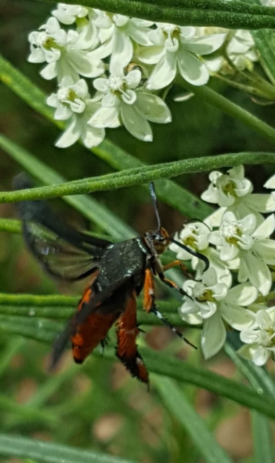 squash vine borer moth 