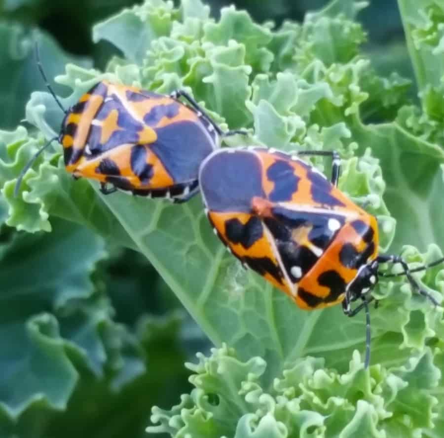 harlequin bugs are vegetable pests