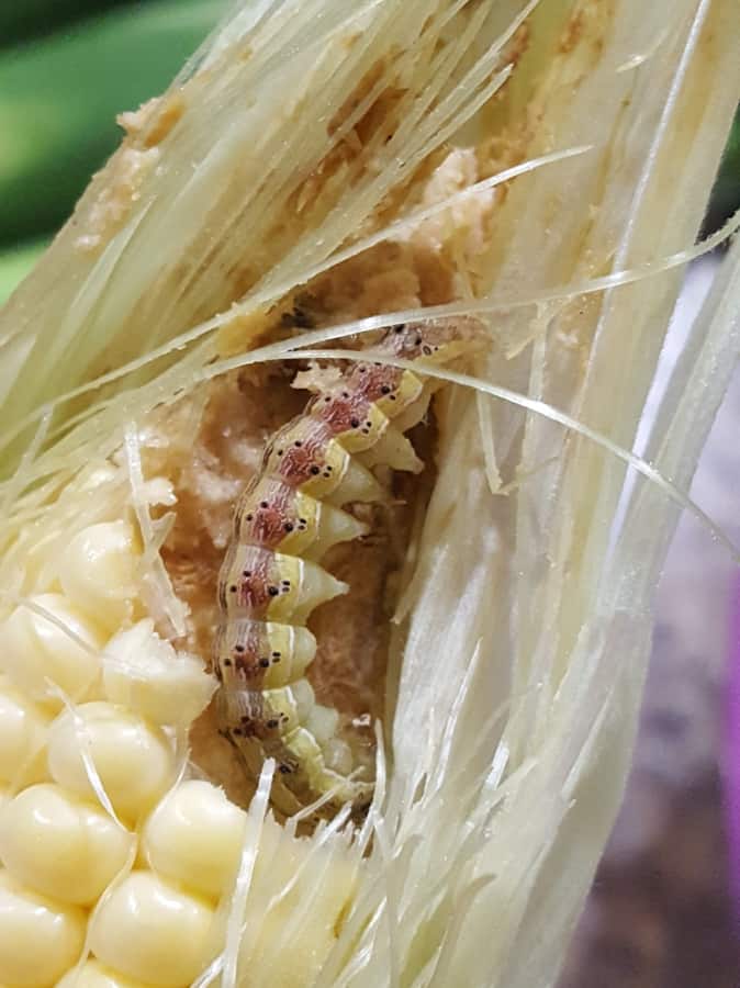 corn earworm is a vegetable pest