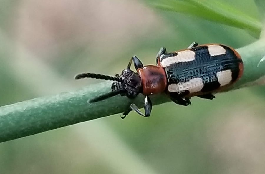 common asparagus beetle is a vegetable pest