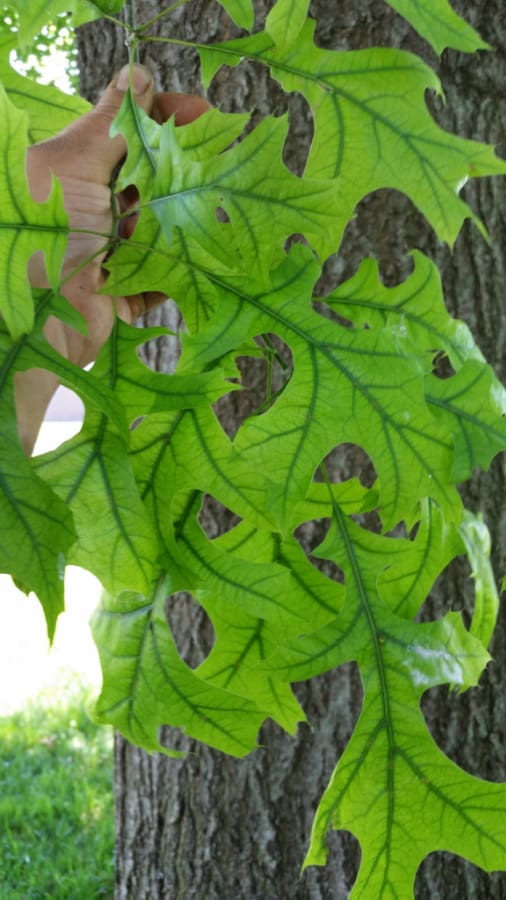 iron chlorosis on oak