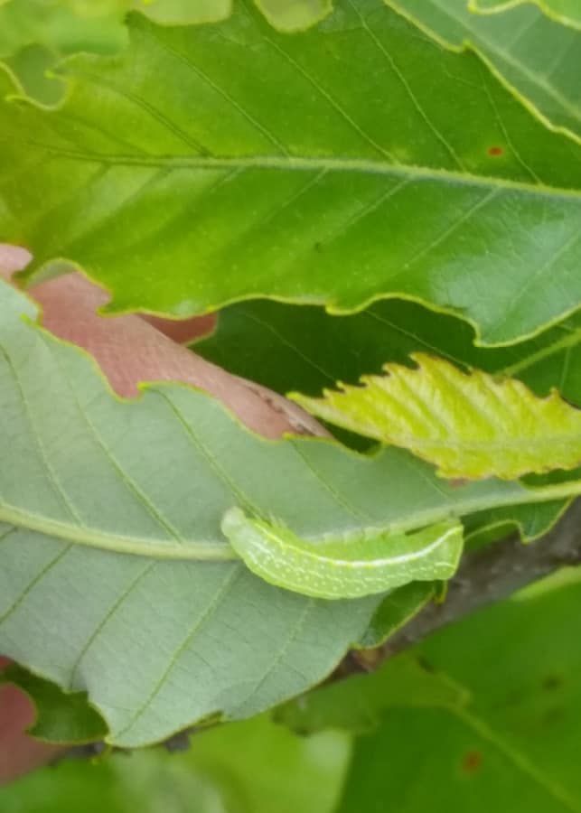 caterpillar on chinkapin oak