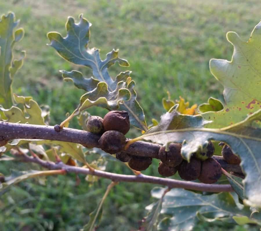 rough oak bullet gall