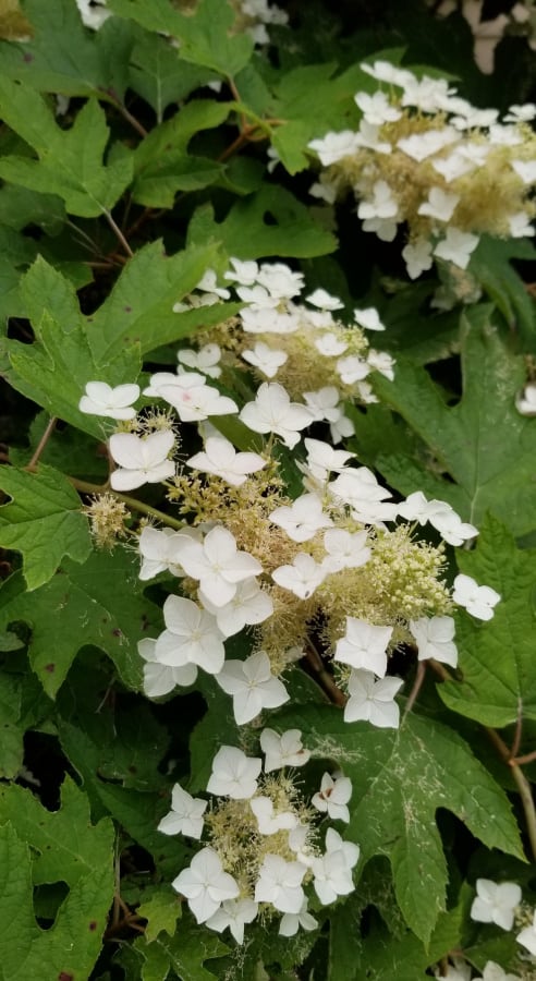 Oakleaf hydrangeas grow well in shade