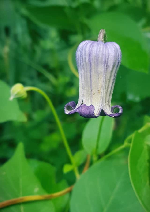 Pitcher's clematis is a vine for shade