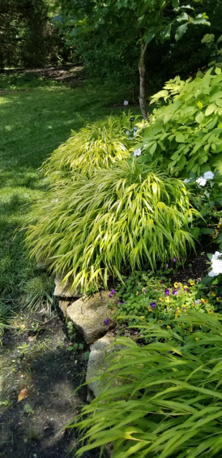 Japanese forest grass in the shade