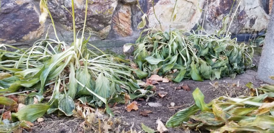 Dead hosta foliage in a shade garden