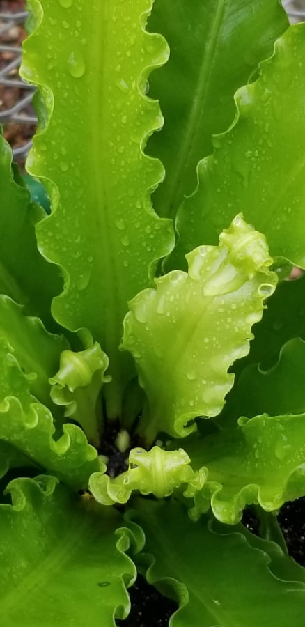 birds nest fern houseplant