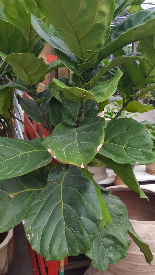 Fiddleleaf fig houseplant