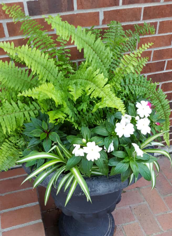 Boston fern houseplant