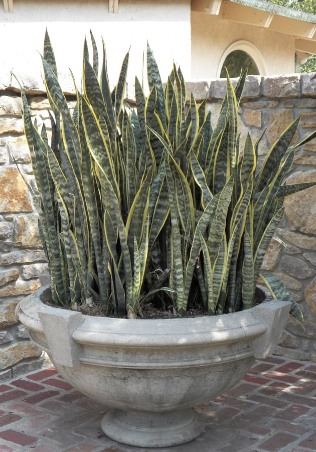 snake plant houseplant