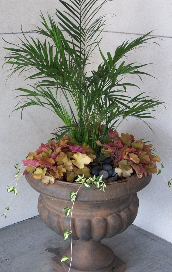 parlor palm houseplant