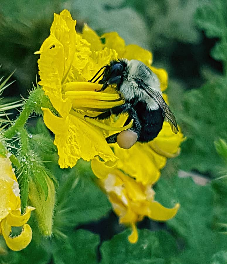 Bumblebee pollinating a native flower