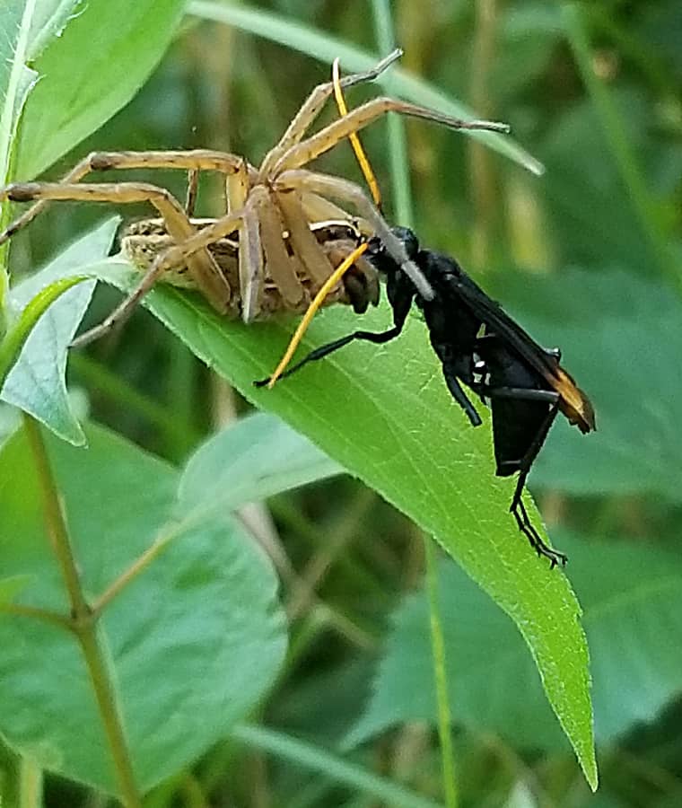 A spider wasp at work
