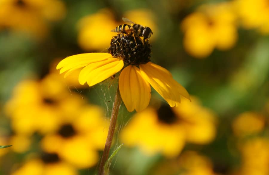 a hover fly pollinating a rudbeckia