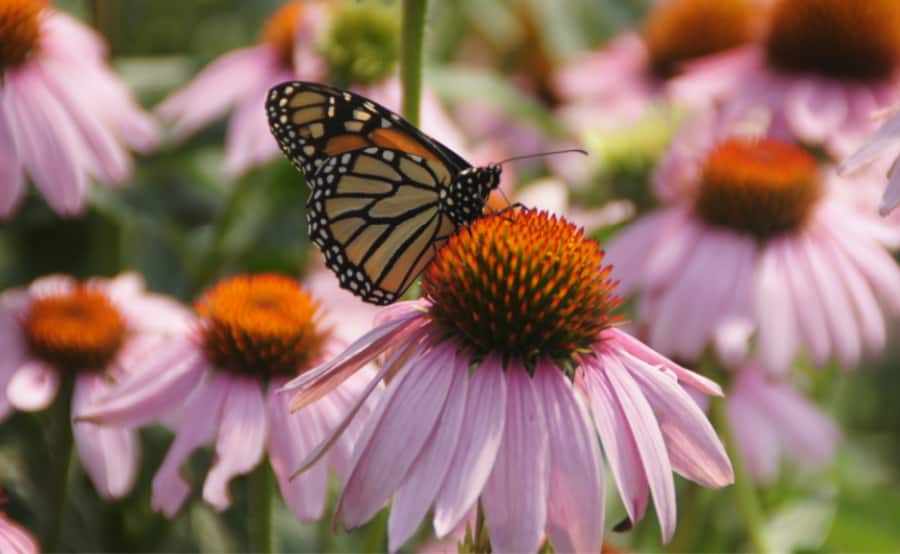 Monarchs are great pollinators