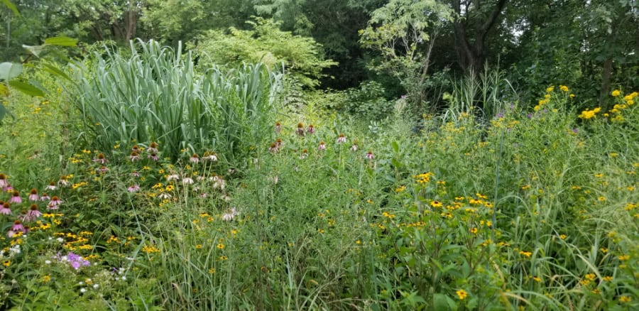 A meadow garden is great for pollinators