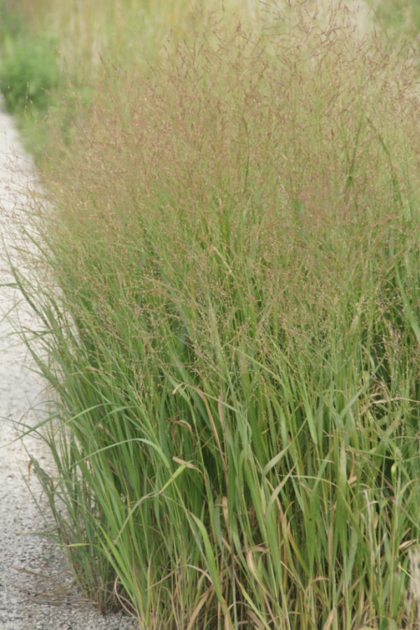 switchgrass