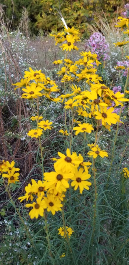 willowleaf sunflower 'First Light'