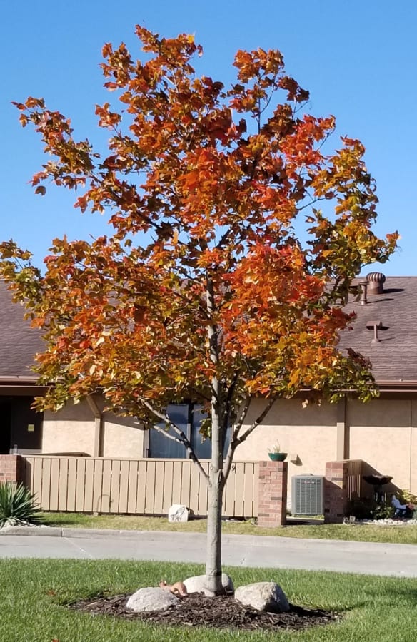 maple tree 'Oregon Trail'