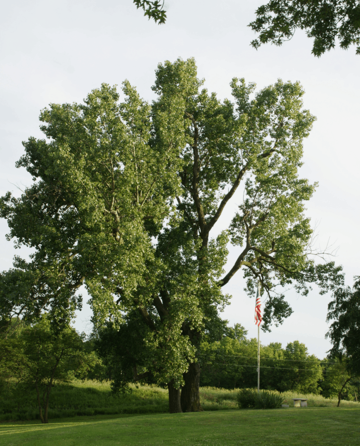 Eastern cottonwood is a host species for pollinators