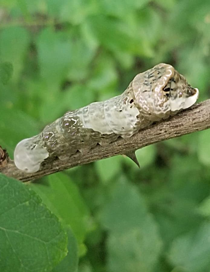 Giant swallowtail butterfly caterpillar on prickly-ash