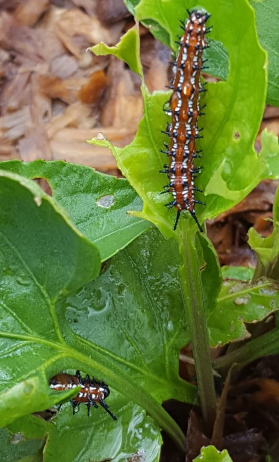 variegated fritillary caterpillars on wild violet