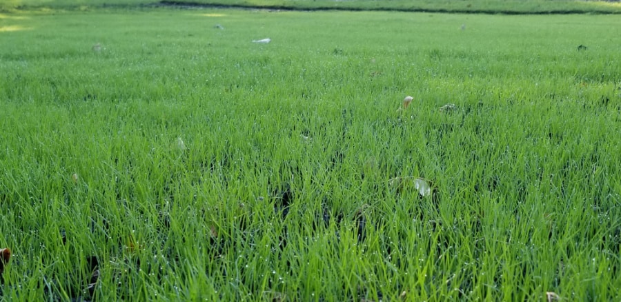 turfgrass versus pollinator