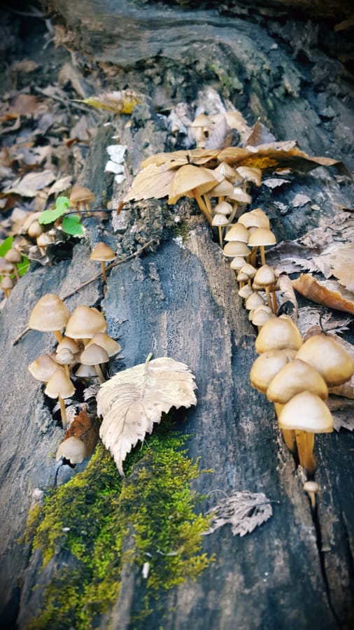 nurse trees are good for pollinators