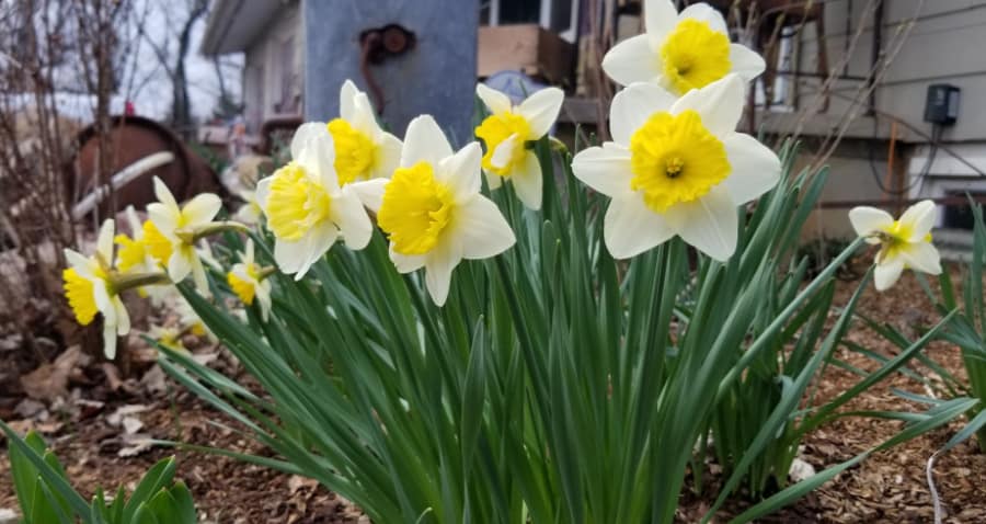 daffodils in the garden