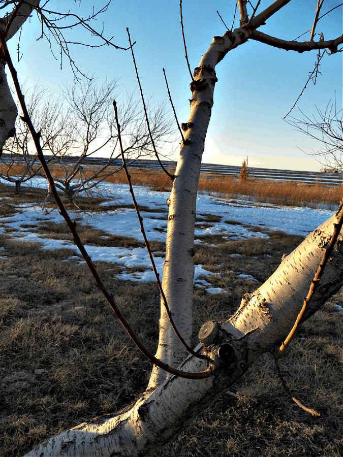 watersprouts on peach tree
