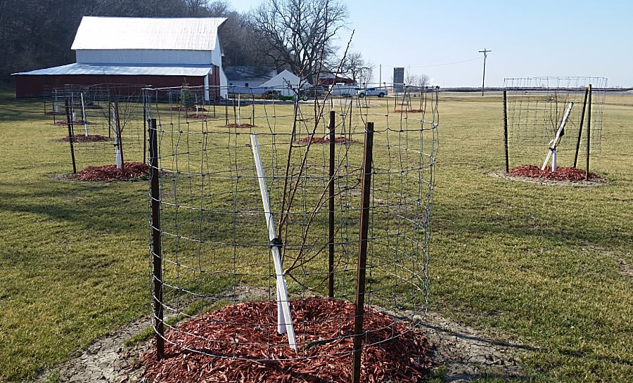 protecting tree with wrap and wire cages