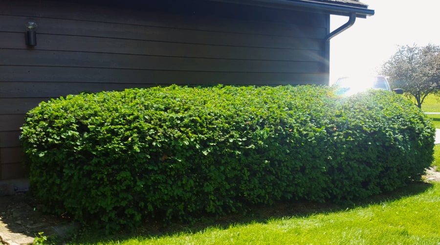Yew hedge