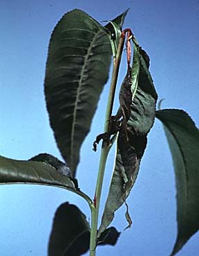 shoot flagging from OFM