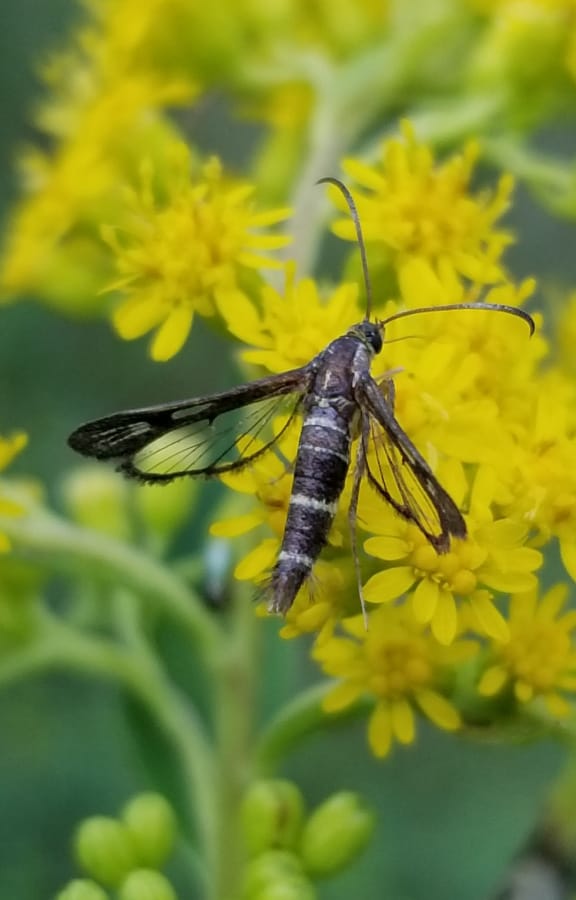 male peach tree borer moth