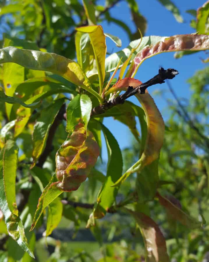 Peach leaf curl