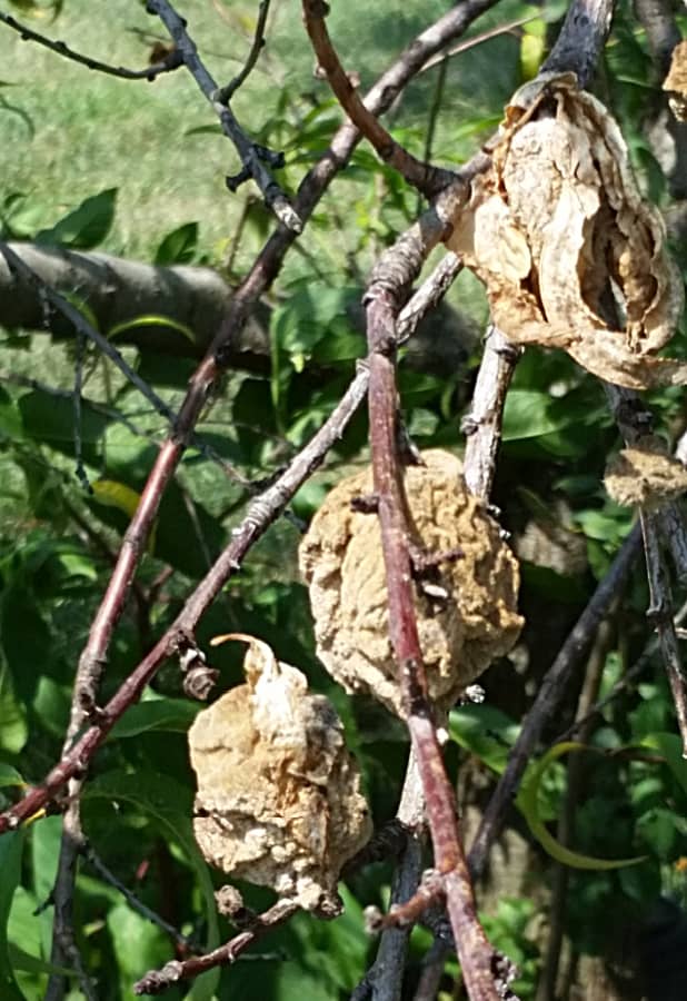 Brown rot on peach