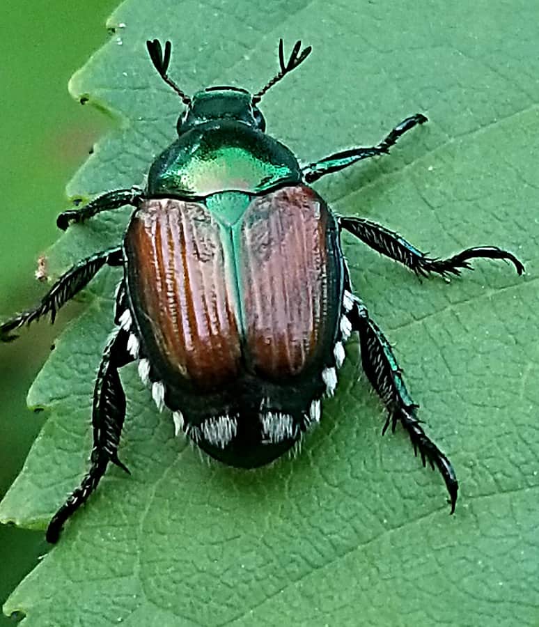Japanese beetle