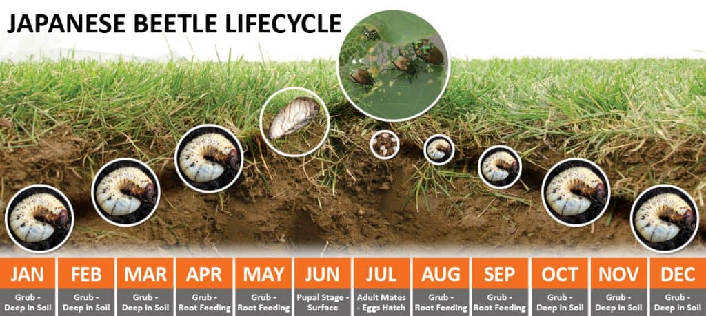 Japanese beetle life cycle