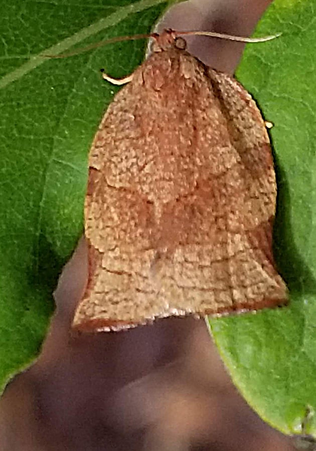 Oblique-banded leaf roller moth