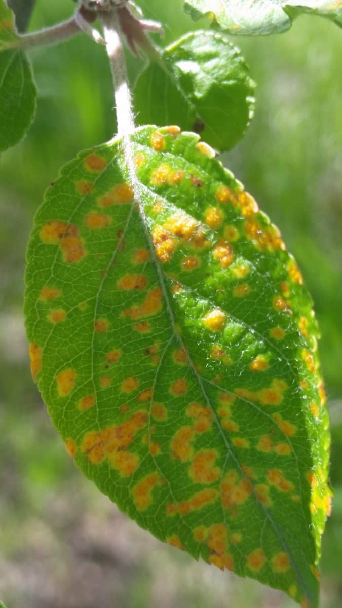 Cedar apple rust