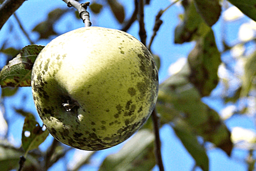 Sooty blotch on apples