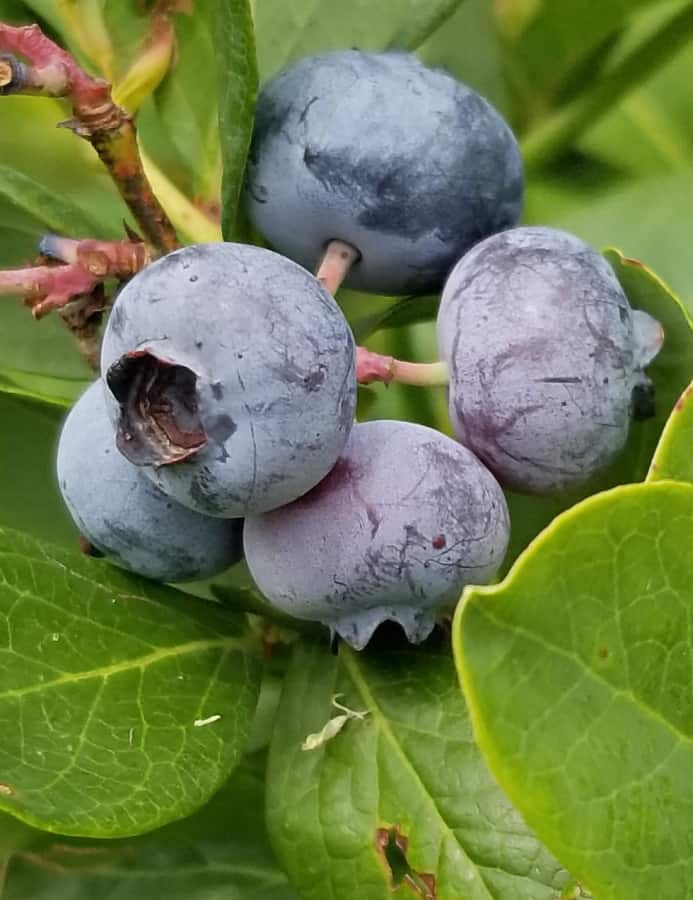 blueberries