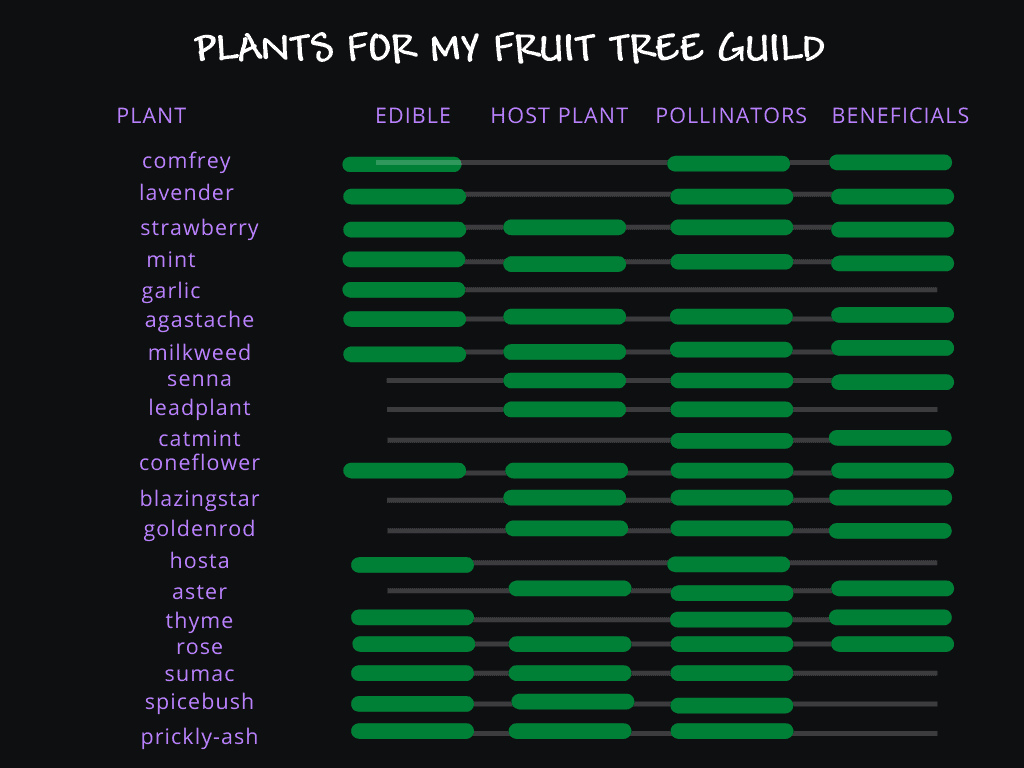 Plants for fruit tree guild chart