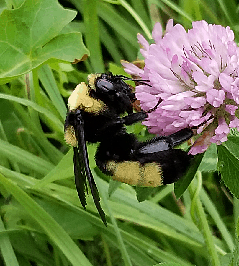 black and gold bumblebee on red clover