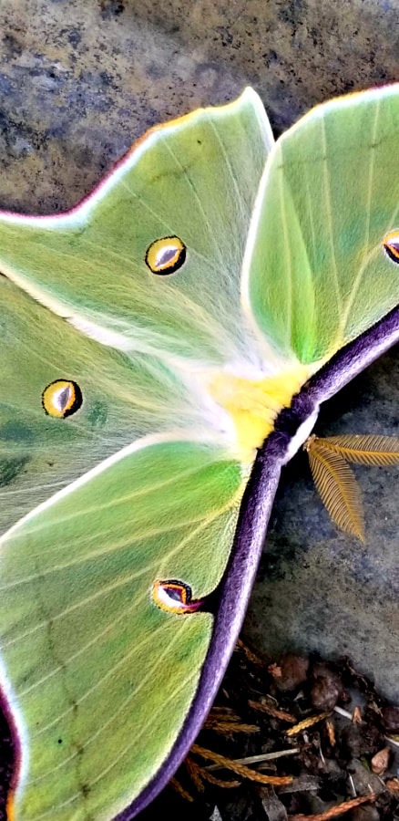 luna moth