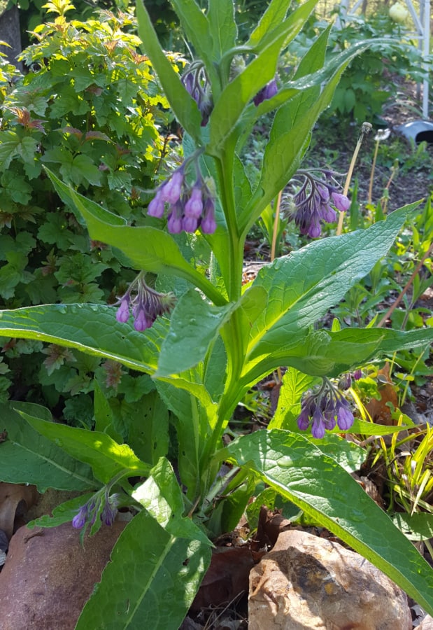 Comfrey